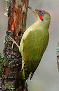 European Green Woodpecker