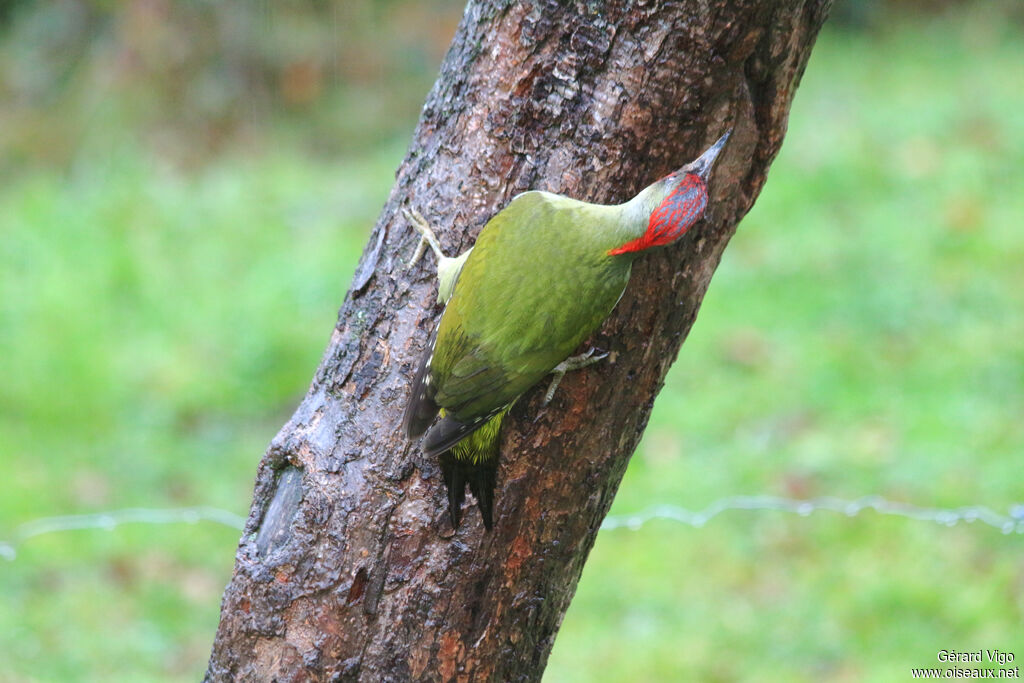 European Green Woodpecker male adult