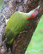 European Green Woodpecker