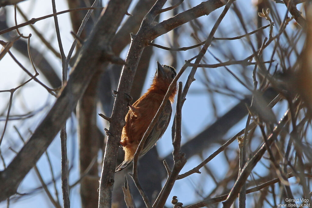 Chestnut Piculetadult