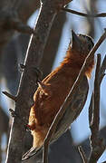 Chestnut Piculet