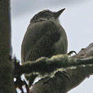 Picumne gris