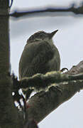 Greyish Piculet