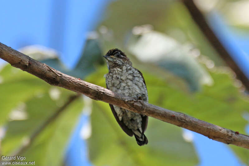 Scaled Piculet female adult, close-up portrait