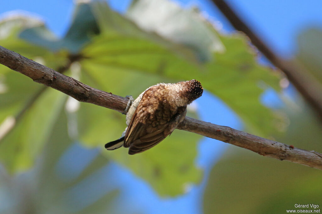 Scaled Piculetadult