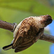 Scaled Piculet