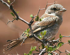 Woodchat Shrike