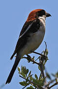 Woodchat Shrike