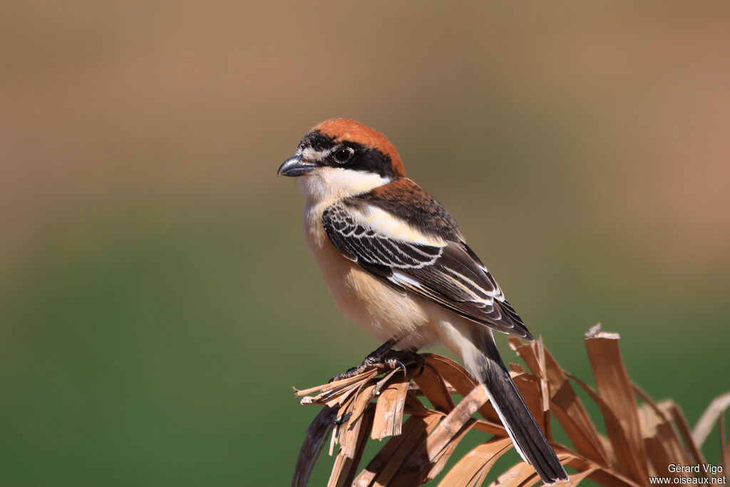 Woodchat Shrikeadult