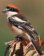 Woodchat Shrike