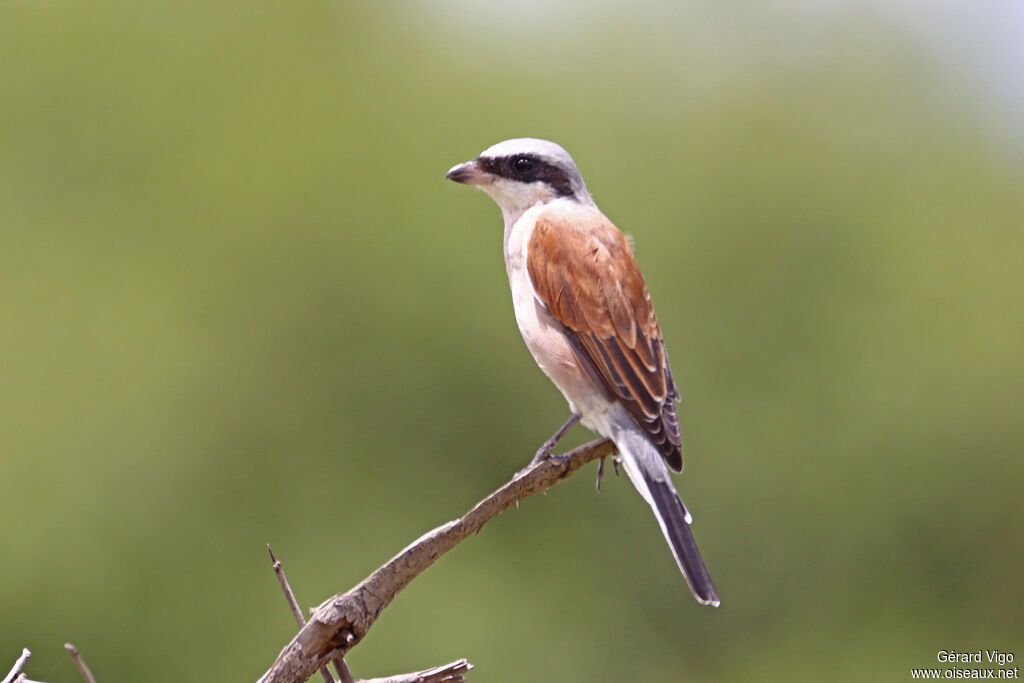 Pie-grièche écorcheur mâle adulte