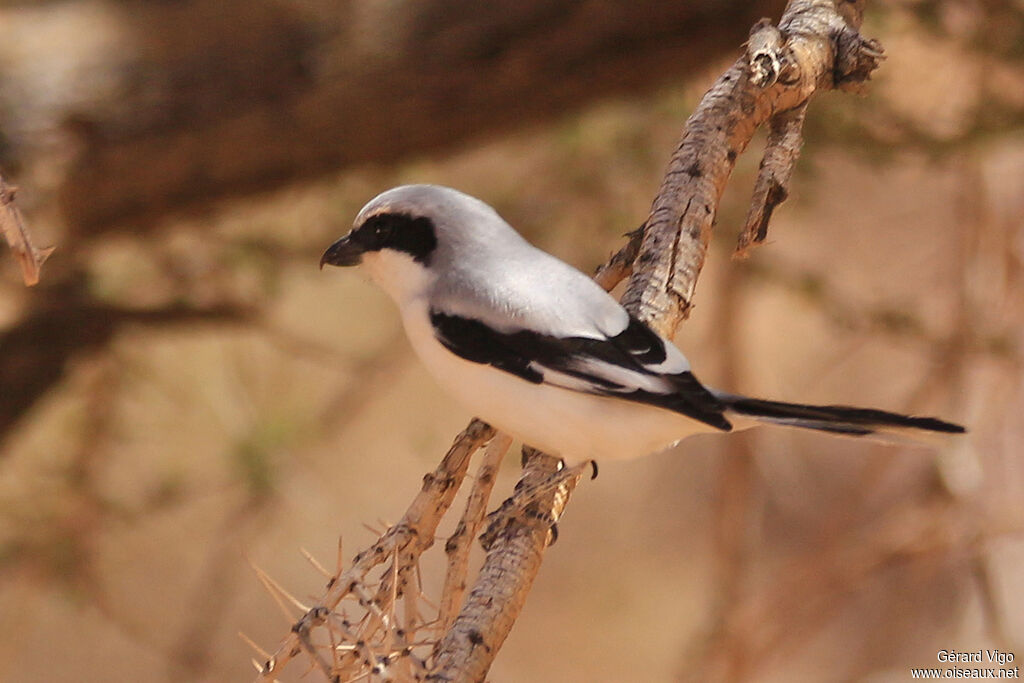 Great Grey Shrikeadult