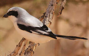 Great Grey Shrike