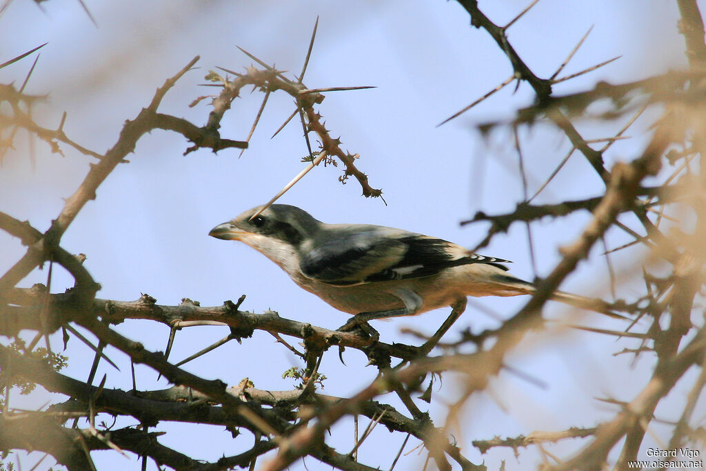 Great Grey Shrikeadult