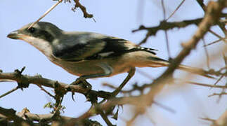 Great Grey Shrike