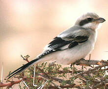 Great Grey Shrike