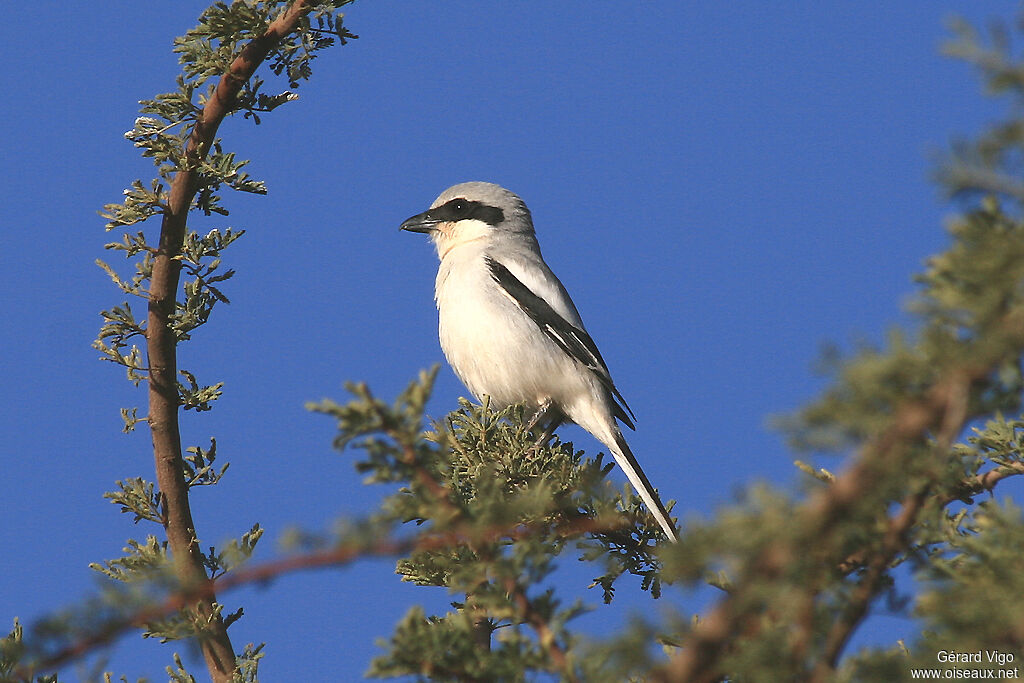 Great Grey Shrikeadult