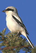 Great Grey Shrike