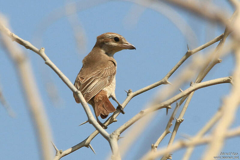 Piegrièche isabelle adulte gevi190366