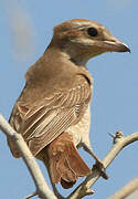 Isabelline Shrike