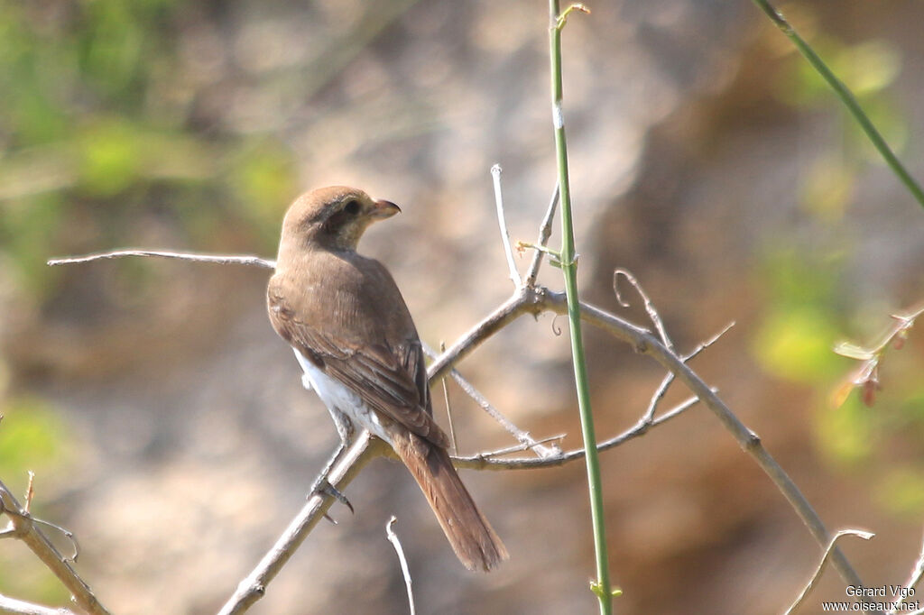 Isabelline Shrikeadult