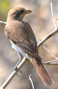 Isabelline Shrike