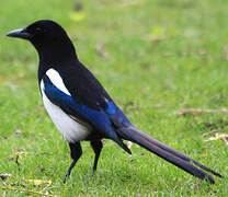 Eurasian Magpie