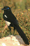 Maghreb Magpie