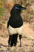 Maghreb Magpie