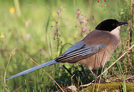 Iberian Magpie