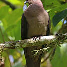 Pigeon à bec noir