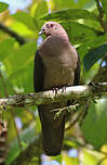 Pigeon à bec noir