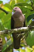 Pigeon à bec noir