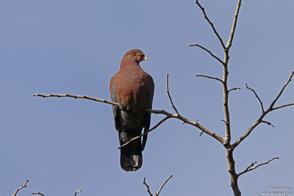 Red-billed Pigeonadult