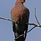 Pigeon à bec rouge