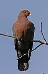 Pigeon à bec rouge