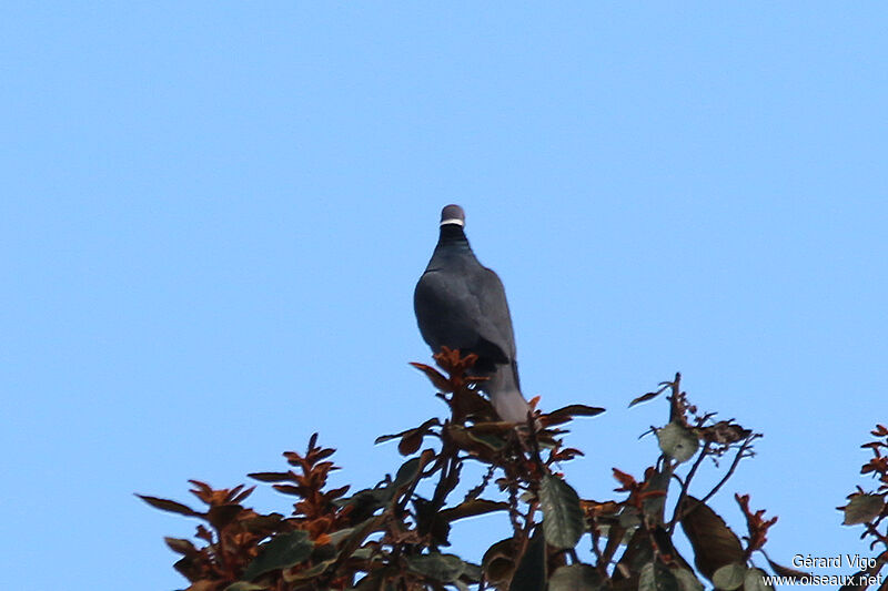 Band-tailed Pigeonadult