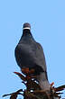 Pigeon à queue barrée