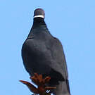 Pigeon à queue barrée