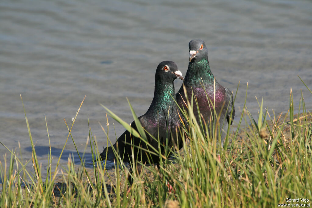 Pigeon bisetadulte