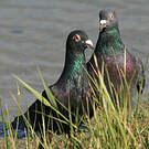 Pigeon biset