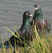 Rock Dove