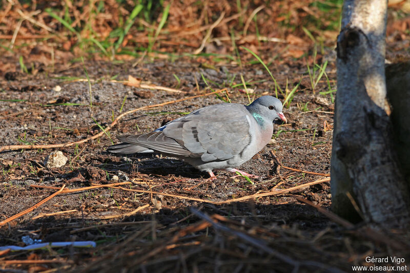 Pigeon colombinadulte