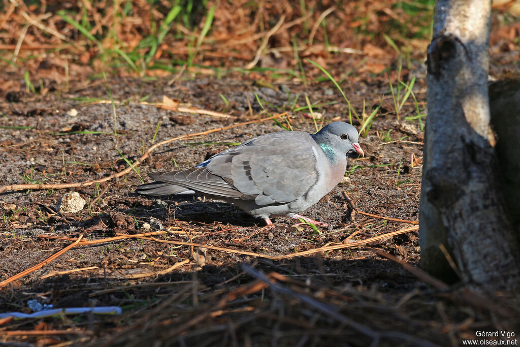 Pigeon colombinadulte