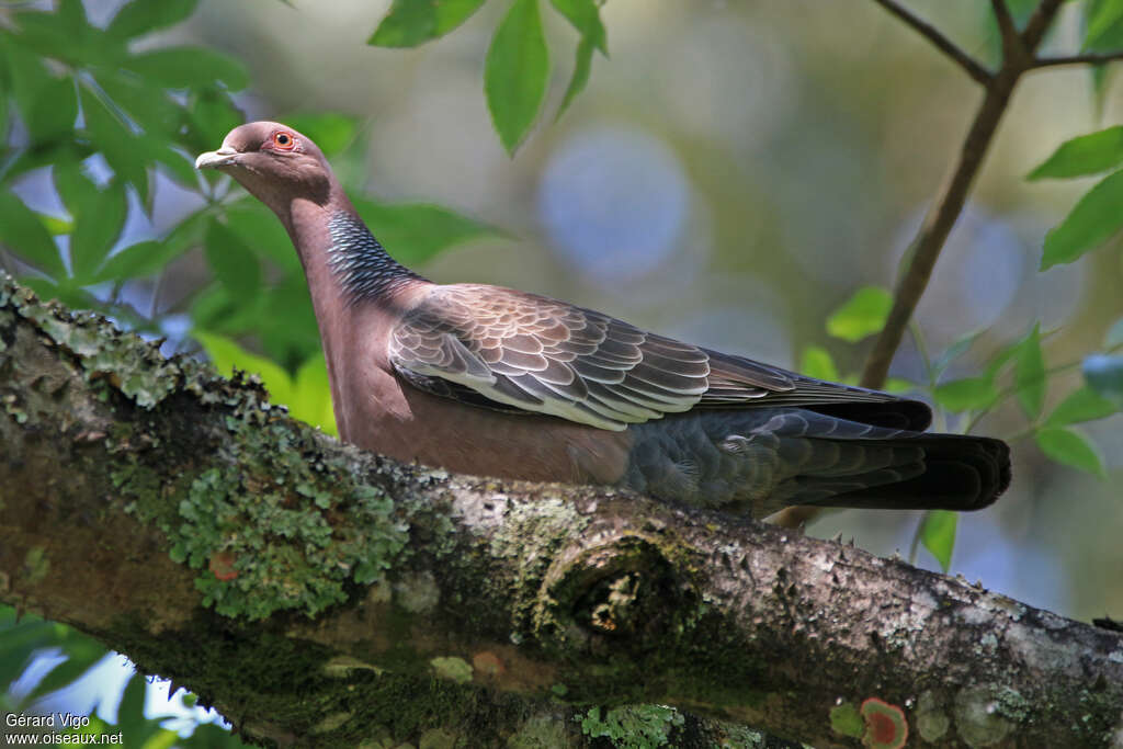 Pigeon picazuroadulte