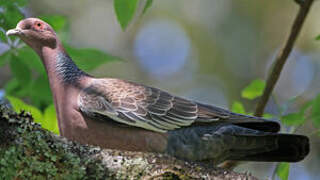 Pigeon picazuro