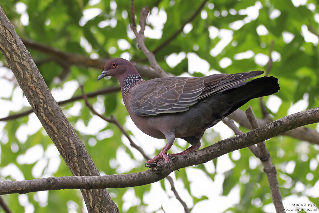 Pigeon picazuroadulte