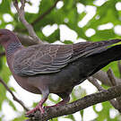 Pigeon picazuro