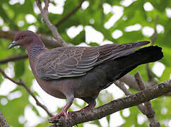 Picazuro Pigeon