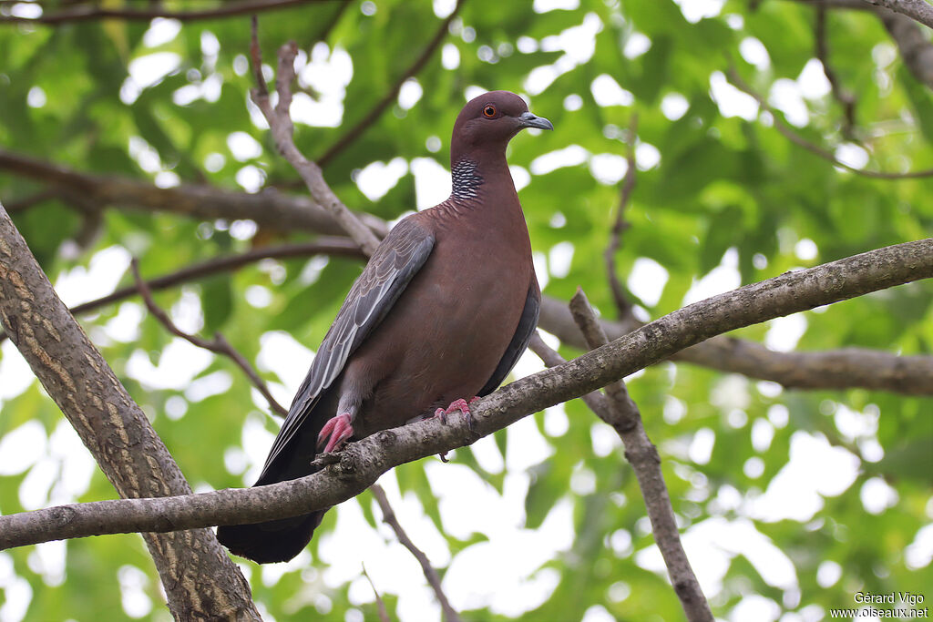 Picazuro Pigeonadult